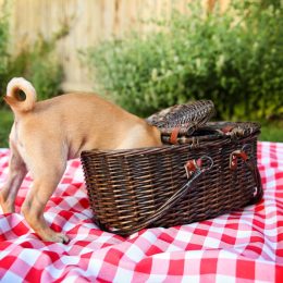 A pug-chihuahua mix puppy with its head in a picnic basket.