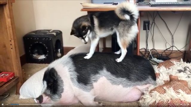 Dog sleeping pig video