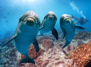 Group of dolphins.