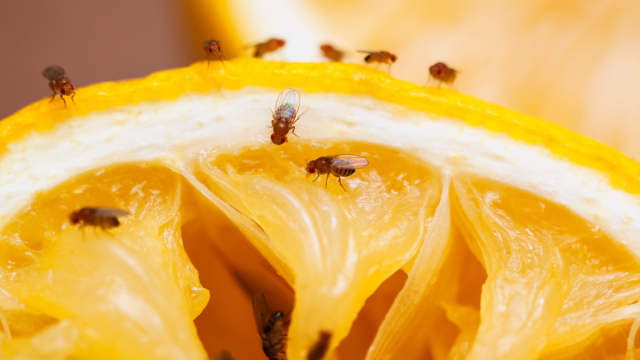fruit fly infestation