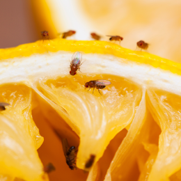 fruit flies on a lemon