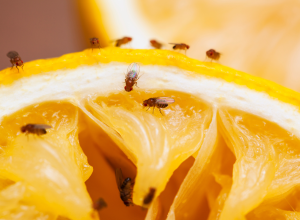 fruit flies on a lemon