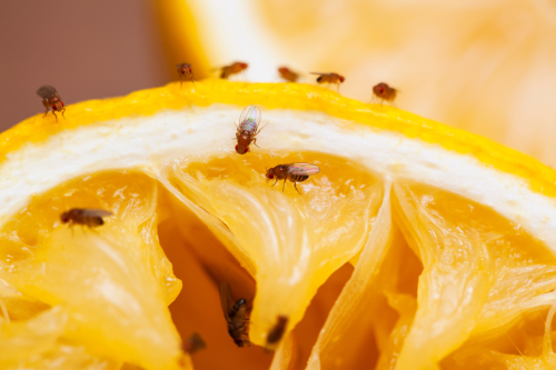 fruit flies on a lemon