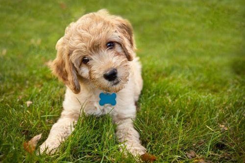 A Goldendoodle puppy laying in the grass.