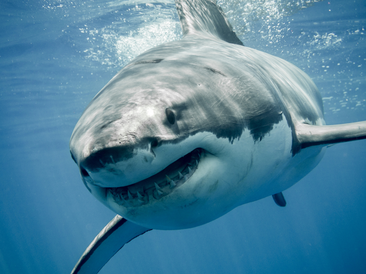 Close up of a great white shark smiling.