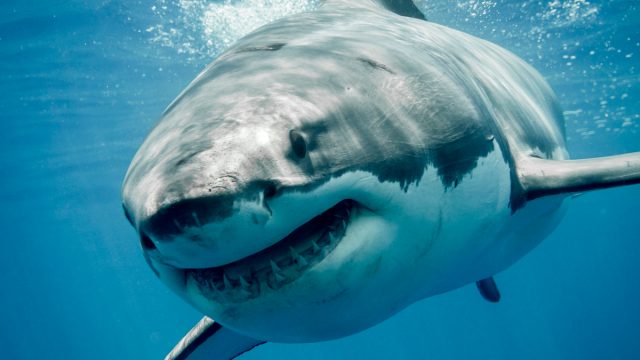 Close up of a great white shark smiling.