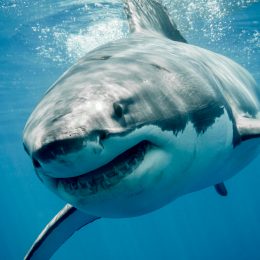 Close up of a great white shark smiling.