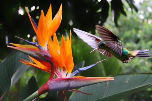 birds of paradise flowers