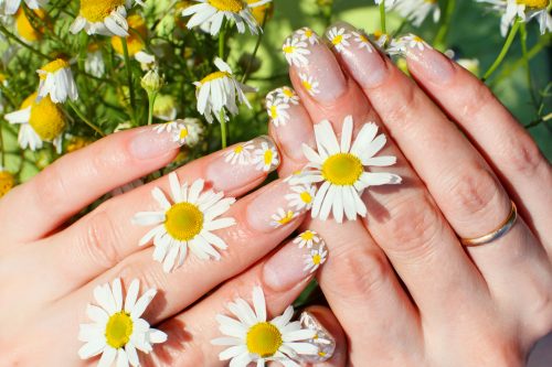 Beautiful nail design. Woman hands with camomile flowers