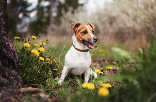Small Jack Russell terrier sitting on meadow in spring, yellow dandelion flowers near.