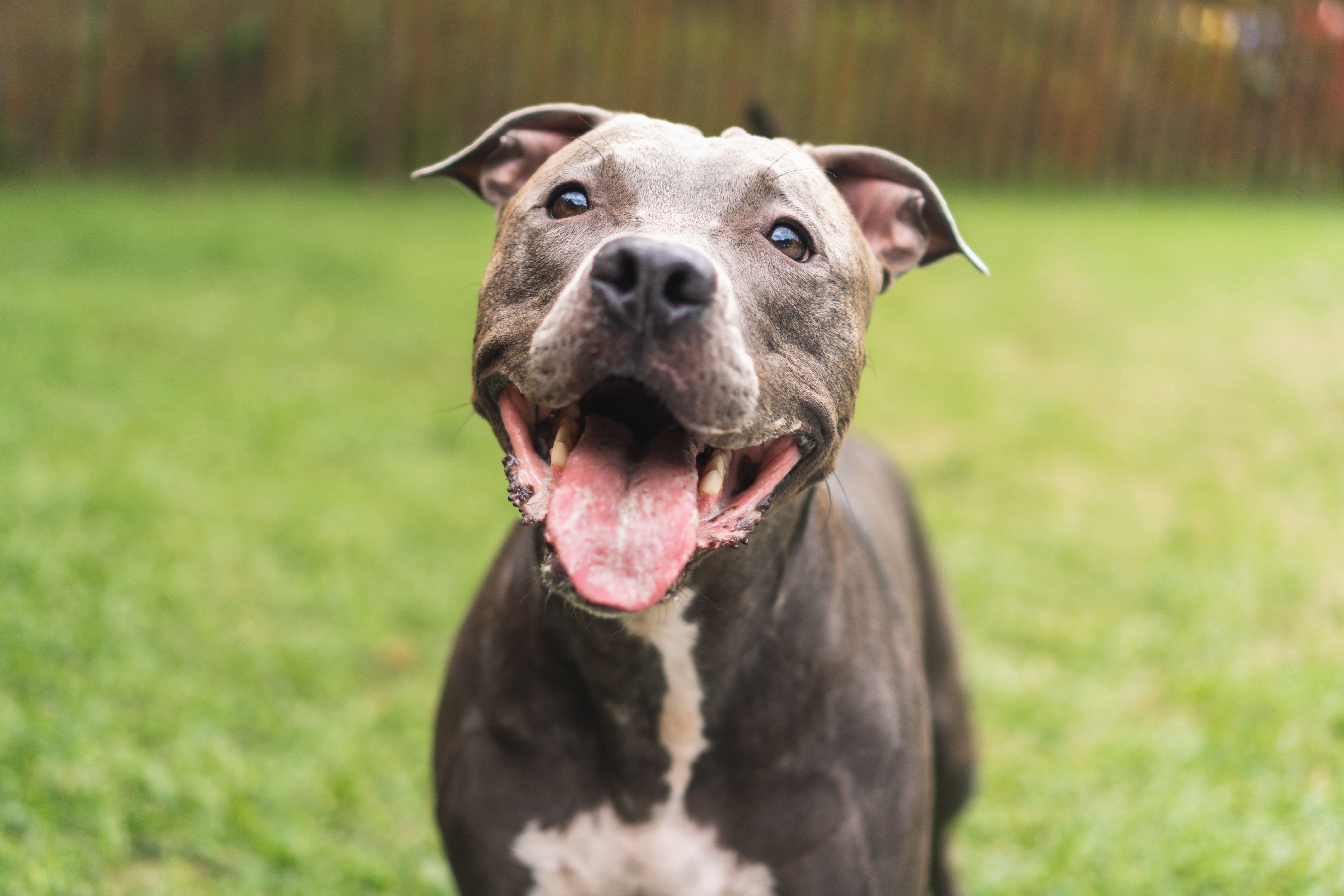 American XL bully dogs to be banned by the end of the year