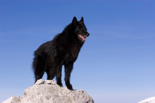 Câine ciobănesc belgian în fața fundalului cu cerul albastru
