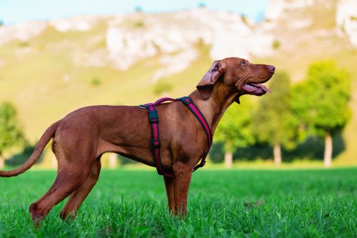American Bloodhound în aer liber