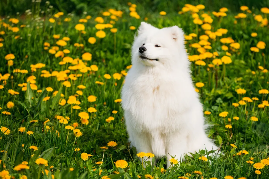 Perro samoyedo blanco sonriente feliz joven divertido o Bjelkier, Sami sentado al aire libre en un prado de primavera verde con flores amarillas.  Divertidas mascotas al aire libre.