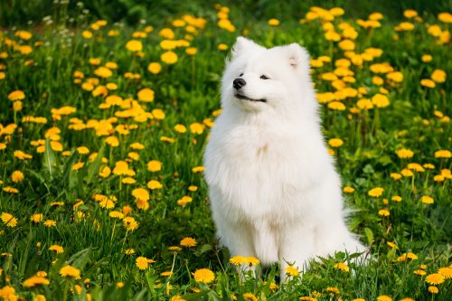 Câine alb, amuzant și amuzant, zâmbitor, Samoyed sau Bilker, Sammy stând în aer liber pe o pajiște verde de primăvară cu flori galbene.  Animale de companie distractive în aer liber.
