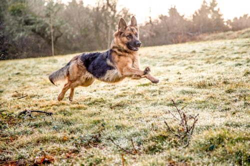 german shepherd running in a field