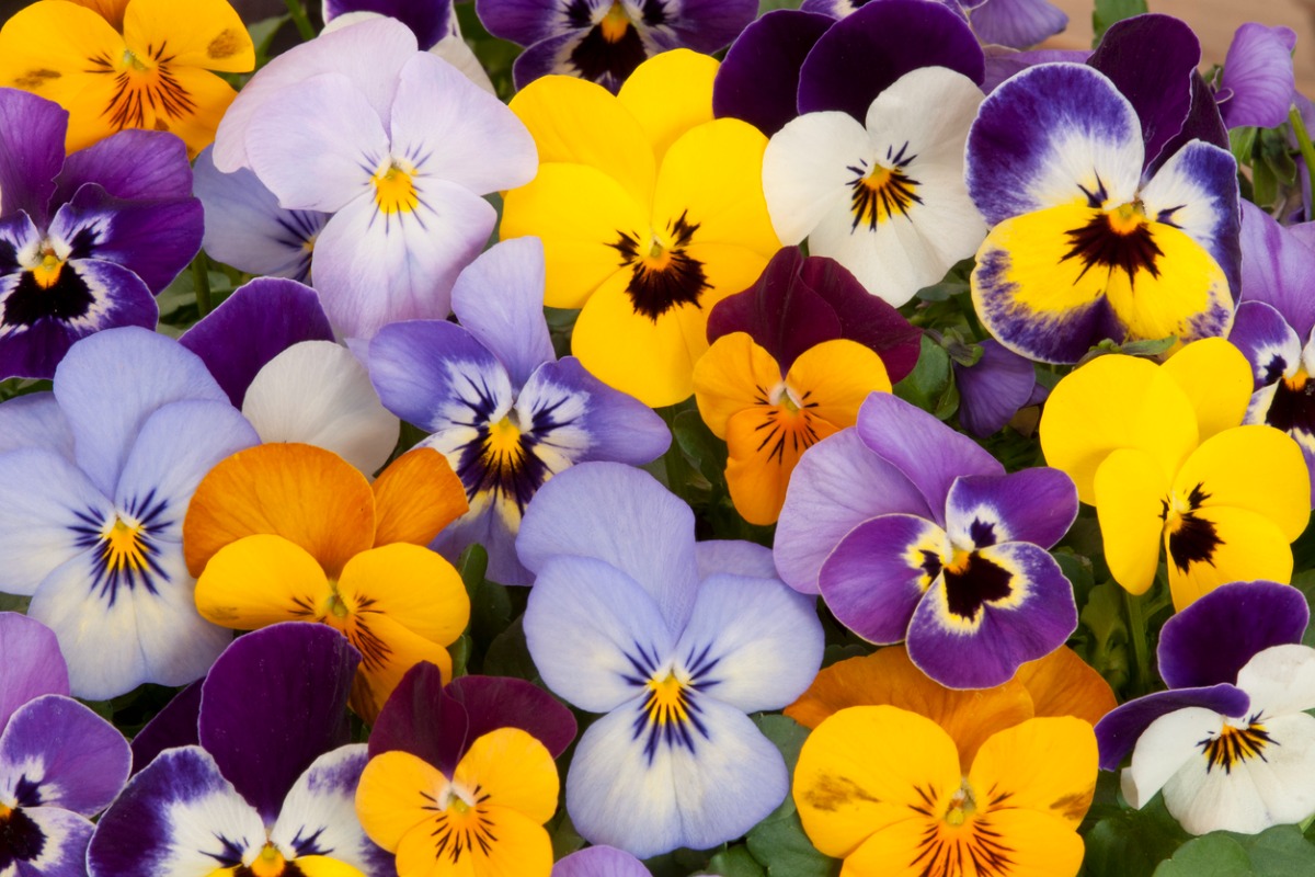 close up of pansy flowers in purple and oranges
