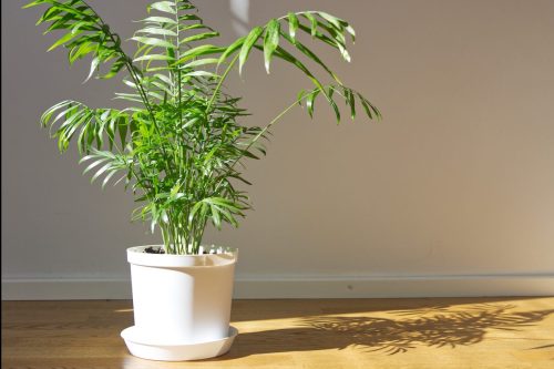 A Parlor Palm plant sitting on the floor in a while pot.