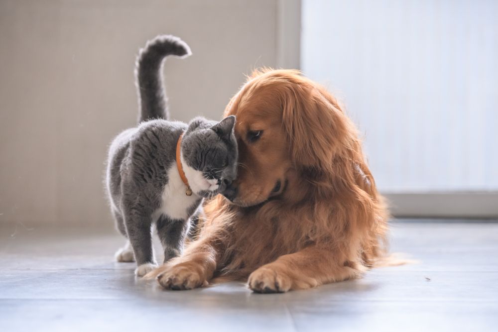 Breeds of dogs that hot sale get along with cats