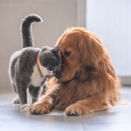 cat and dog touching noses