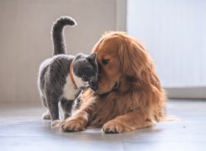 cat and dog touching noses