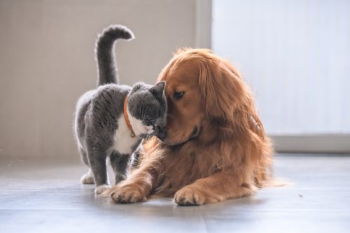 cat and dog touching noses