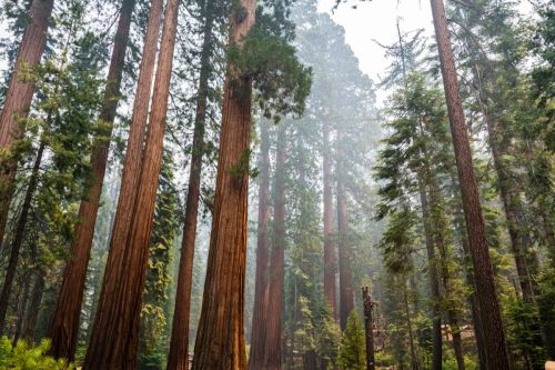 Giant Sequoia Mariposa Yosemite Grove