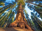 cây sequoia