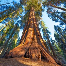 sequoia tree
