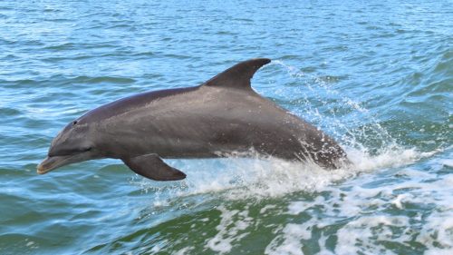 Dolphin Tour in Clearwater Florida