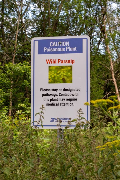 sign for poisonous wild parsnip