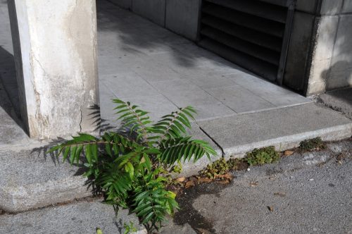 tree-of-heaven growing out of pavement