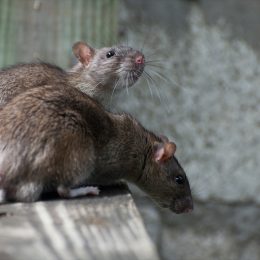 pair of rats