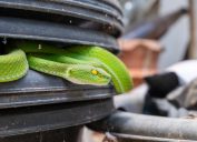 A green snake hiding in planters in someone's home
