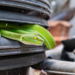 A green snake hiding in planters in someone's home