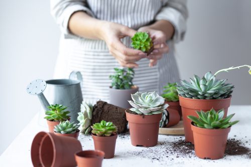 A person planting many small succulents in terra cotta pots.