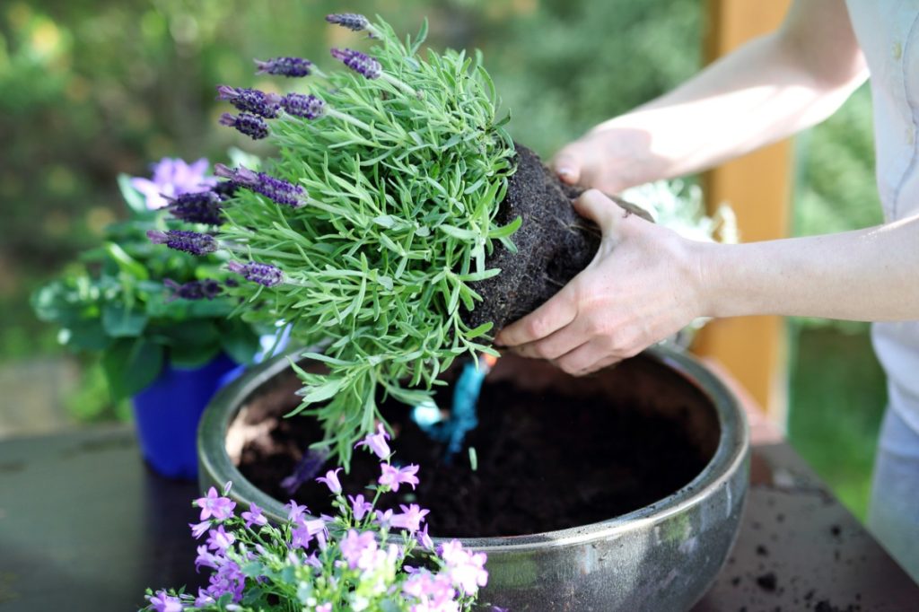 pot of lavender flowers