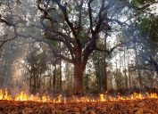 Forest Fire Tree On Fire