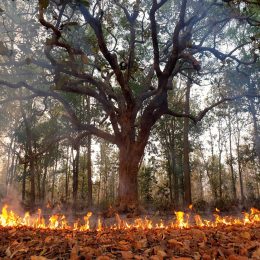 Forest Fire Tree On Fire