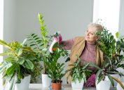A senior woman watering her collection of houseplants.