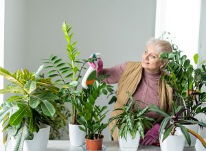 A senior woman watering her collection of houseplants.