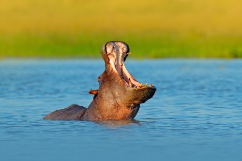 Un hipopotam cu botul deschis în apă.  Hipopotam african, Hippopotamus amphibius capensis, cu soare de seară, animal în habitatul apei naturii, Botswana, Africa.