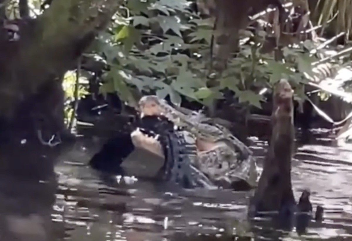 Video Shows Large Alligator Eating Another Alligator