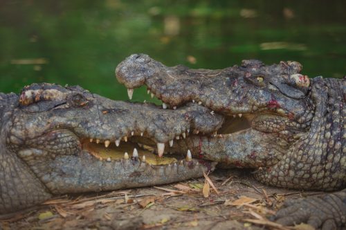 Alligator fight