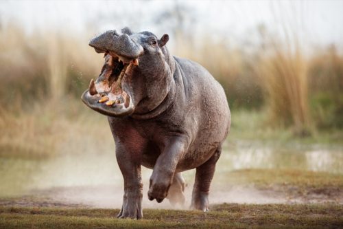 Aggressive hippo male attacking the car. 