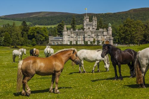 Horses near Balmoral Castle, Scotland