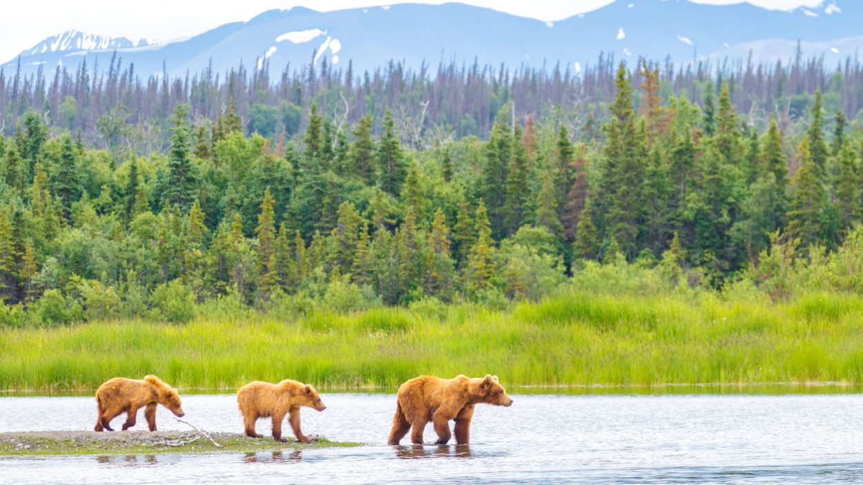 The 8 Best U.S. National Parks to See Wildlife — Best Life