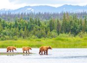 Gấu mẹ và gấu con băng qua sông ở Công viên quốc gia Katmai