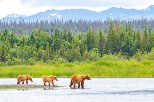A mother bear and her cubs crossing a river in Katmai National Park