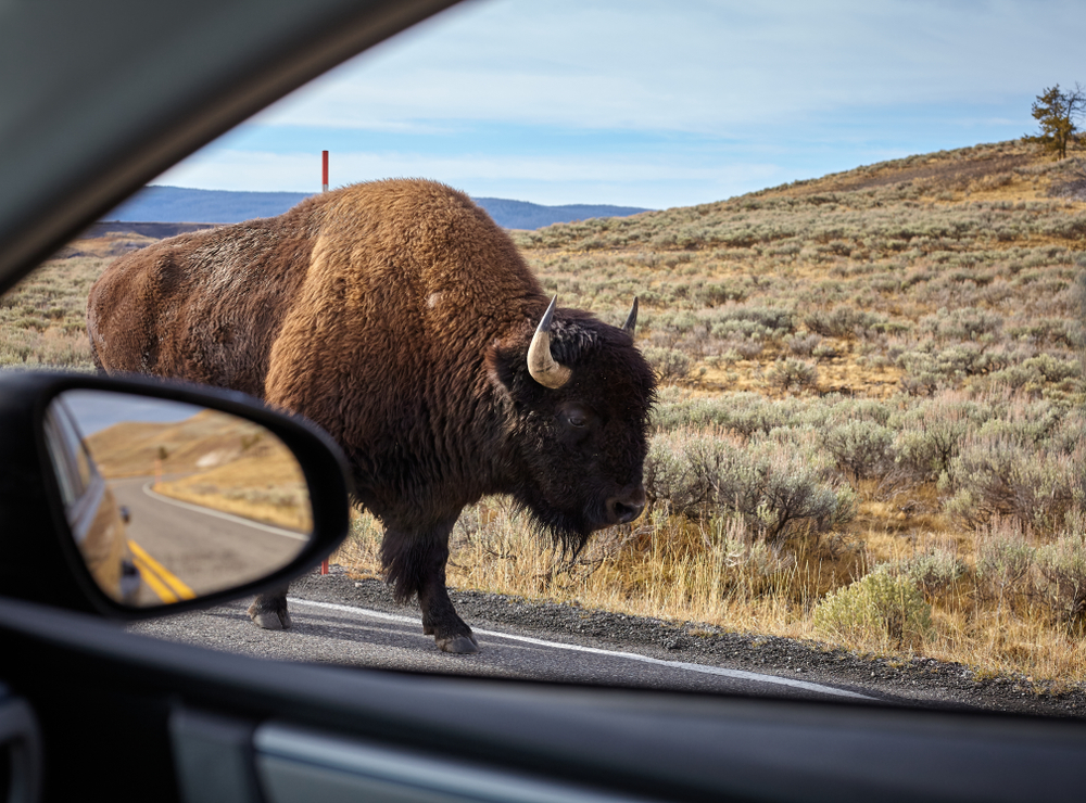 A bison standing on the road in Yellowstone National Park